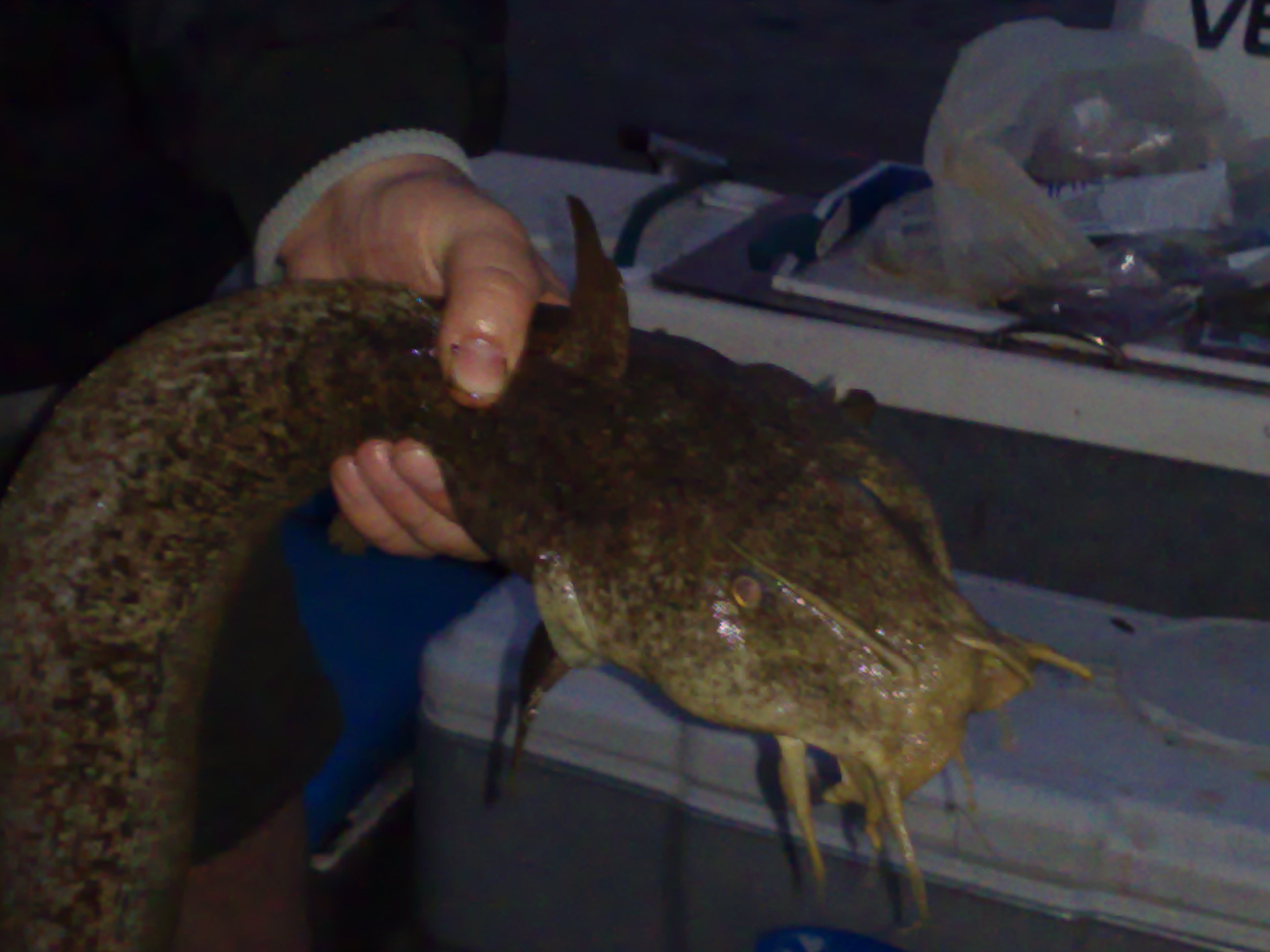 Eel Tailed Catfish In Botany Bay Fishing Reports DECKEE Community